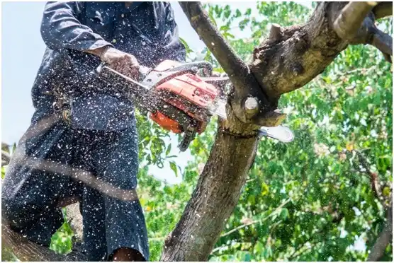 tree services Seven Fields